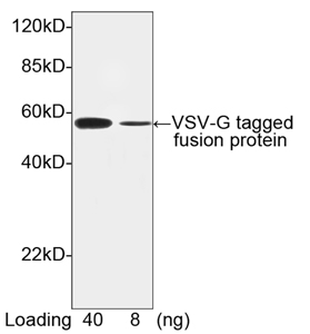 Rabbit Anti VSV-G-tag (polyclonal) Western Blot
