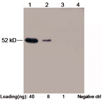 Rabbit Anti c-Myc-tag [Biotin] Polyclonal Antibody Western Blot