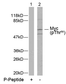 Rabbit Anti Myc (Phospho-Thr58) (polyclonal) Western Blot analysis
