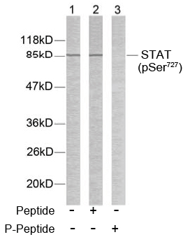 Rabbit Anti STAT3 (Phospho-Ser727) (polyclonal) Western Blot analysis Rabbit Anti STAT3 (Phospho-Ser727) (polyclonal) Western Blot analysis