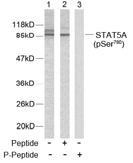 Rabbit Anti STAT5A (Phospho-Ser780) (polyclonal) Western Blot analysis Rabbit Anti STAT5A (Phospho-Ser780) (polyclonal) Western Blot analysis
