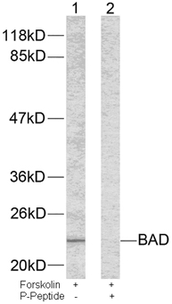 Rabbit Anti BAD (Phospho-Ser155) (polyclonal) Western Blot analysis