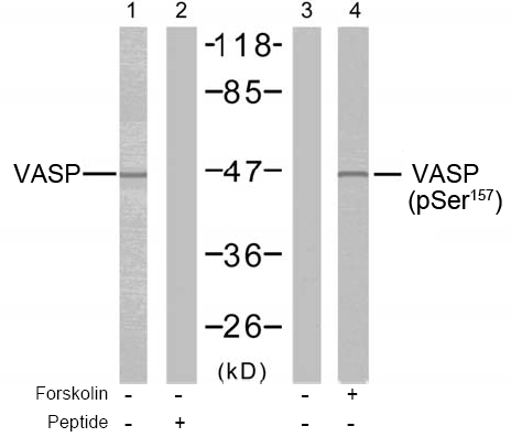 Rabbit Anti VASP (Phospho-Ser157) (polyclonal) Western Blot analysis Rabbit Anti VASP (Phospho-Ser157) (polyclonal) Western Blot analysis