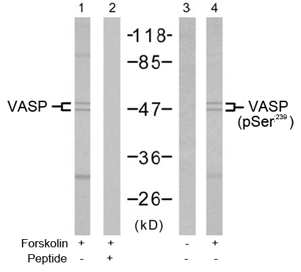 Rabbit Anti VASP (Phospho-Ser238) (polyclonal) Western blot analysis Rabbit Anti VASP (Phospho-Ser238) (polyclonal) Western blot analysis