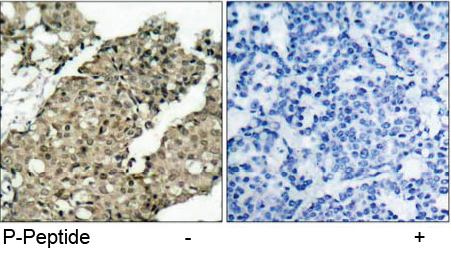 Rabbit Anti G3BP-1 (Phospho-Ser232) (polyclonal) Immunohistochemical analysis