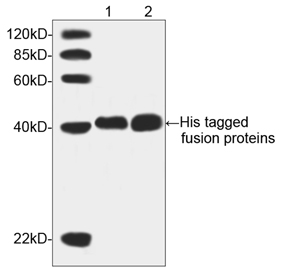 Mouse Anti His-tag (monoclonal) Western blot Mouse Anti His-tag (monoclonal) Western blot