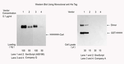 Mouse Anti His-tag (monoclonal) Western blot Mouse Anti His-tag (monoclonal) Western blot