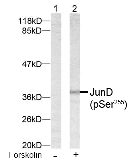 Western blot analysis using anti JunD (Phospho-Ser<sup>255</sup>)