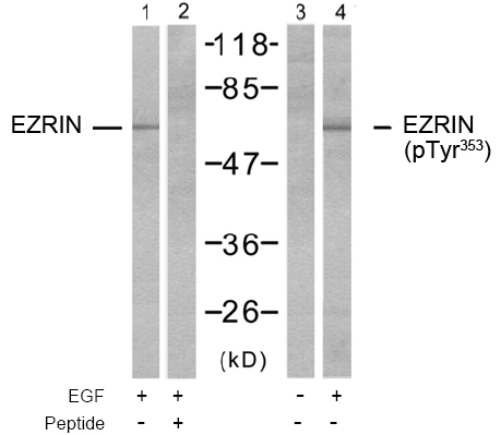 Rabbit Anti  Ezrin(Ab-353) (polyclonal)Western blot analysis