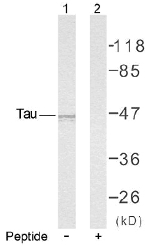 Rabbit Anti Tau(Ab-235) (polyclonal)Western blot analysis
