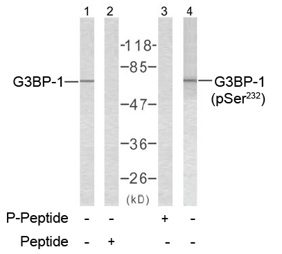 Rabbit Anti G3BP-1(Ab-232)(polyclonal)Western blot analysis