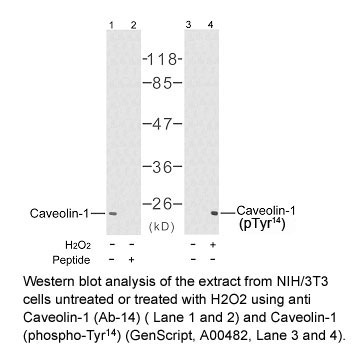 Western blot analysis using anti Caveolin-1 (Phospho-Tyr<sup>14</sup>)