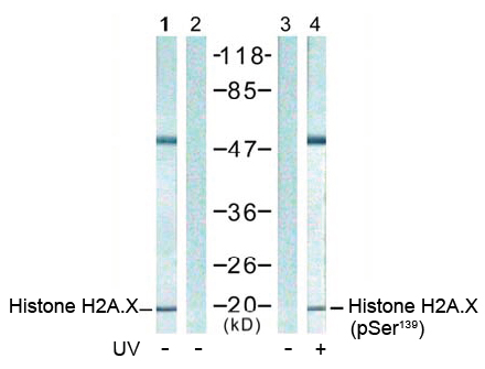 Western blot analysis using anti Histone H2A.X (Ab-139)