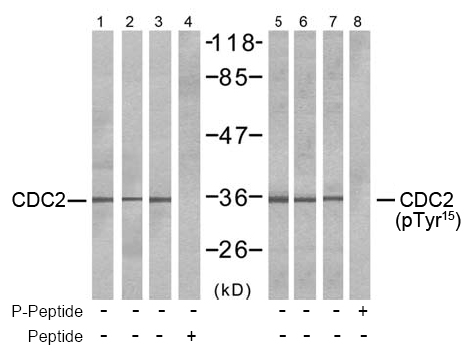 Rabbit Anti-CDC2 (Ab-15) Polyclonal Antibody WB Rabbit Anti-CDC2 (Ab-15) Polyclonal Antibody WB