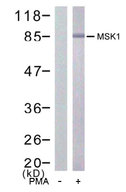 Rabbit Anti-MSK1 (Ab-376) Polyclonal Antibody WB