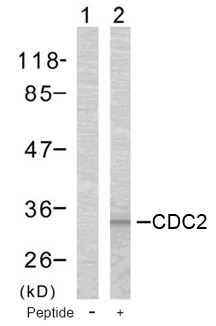 Rabbit Anti-CDC2 (Ab-161) Polyclonal Antibody WB