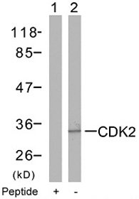 Rabbit Anti-CDK2 (Ab-160) Polyclonal Antibody WB Rabbit Anti-CDK2 (Ab-160) Polyclonal Antibody WB