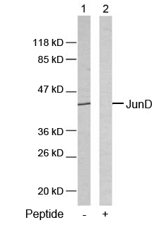 Anti JunD (Ab-255) Western blot analysis using anti JunD (Ab-255)