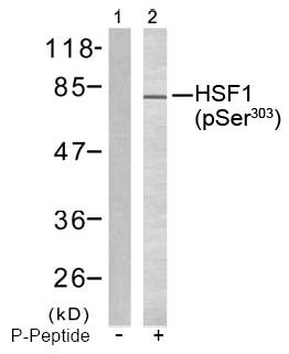 Anti HSF1 (Phospho-Ser 303) Western blot analysis using anti HSF1 (Phospho-Ser 303)