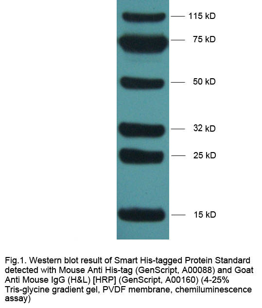 Smart His-tagged Protein Standard Western Blot Result