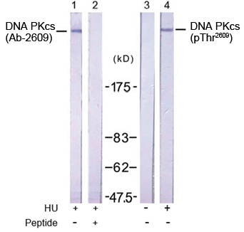 Western blot analysis using Rabbit Anti DNA PKcs