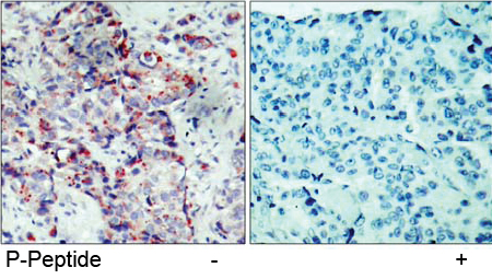Immunohistochemical analysis using Rabbit Anti SEK1/MKK4 (Phospho-Ser80)