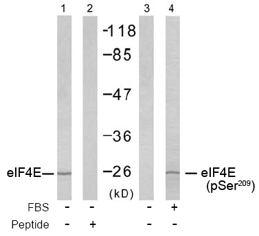 Rabbit Anti eIF4E (Phospho-Ser209) Western blot analysis using Rabbit Anti eIF4E (Phospho-Ser209)