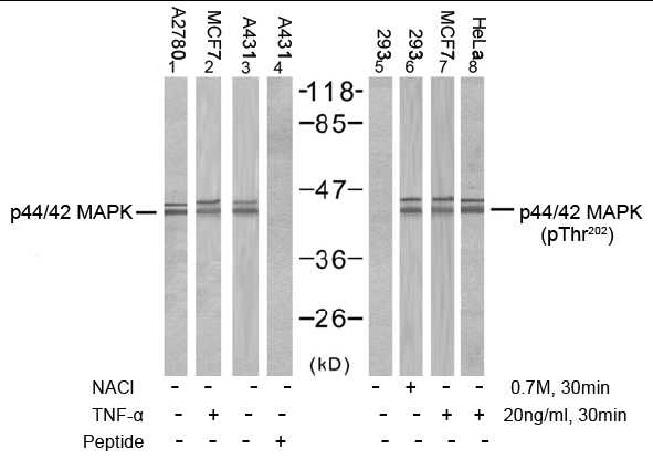 Rabbit Anti-p44/42 MAP Kinase (Phospho-Thr202) Polyclonal Antibody WB Rabbit Anti-p44/42 MAP Kinase (Phospho-Thr202) Polyclonal Antibody WB