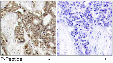 Rabbit Anti p44/42 MAP Kinase (Phospho-Tyr204) Immunohistochemical analysis using Rabbit Anti p44/42 MAP Kinase (Phospho-Tyr204)