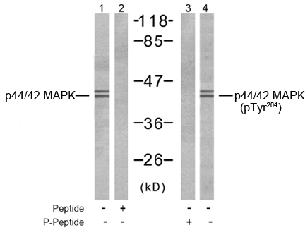 Rabbit Anti p44/42 MAP Kinase (Phospho-Tyr204) Western blot analysis using Rabbit Anti p44/42 MAP Kinase (Phospho-Tyr204)
