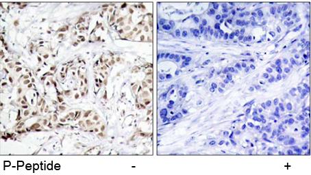 Rabbit Anti SAPK/JNK (Phospho-Thr183) Immunohistochemical analysis using Rabbit Anti SAPK/JNK (Phospho-Thr183)