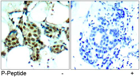Rabbit Anti p38 MAPK (Phospho-Tyr182) Immunohistochemical analysis using Rabbit Anti p38 MAPK (Phospho-Tyr182)