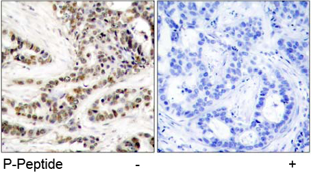 Rabbit Anti CREB (Phospho-Ser129) Immunohistochemical analysis using Rabbit Anti CREB (Phospho-Ser129)