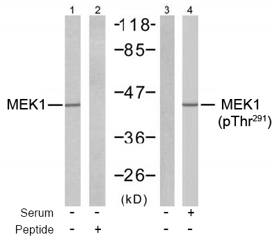 Rabbit Anti MEK1 (Phospho-Thr291) Western blot analysis using Rabbit Anti MEK1 (Phospho-Thr291)
