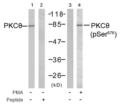 Rabbit Anti PKCθ (Phospho-Ser676) Western blot analysis using Rabbit Anti PKCθ (Phospho-Ser676)