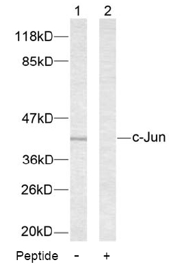 Rabbit Anti c-Jun (Ab-63) Western blot analysis using Rabbit Anti c-Jun (Ab-63)