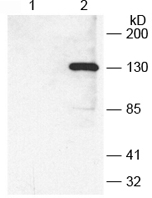 Mouse Anti-V5-tag Mnoclonal Antibody Western Blot Analysis Mouse Anti-V5-tag Mnoclonal Antibody Western Blot Analysis