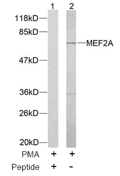 Rabbit Anti-MEF2A(Ab-312) Polyclonal Antibody WB