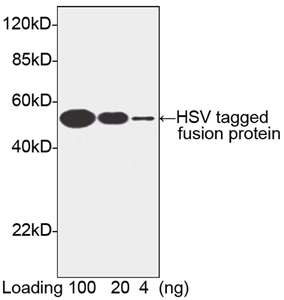 Rabbit Anti-HSV-tag Polyclonal Antibody Western Blot Rabbit Anti-HSV-tag Polyclonal Antibody Western Blot