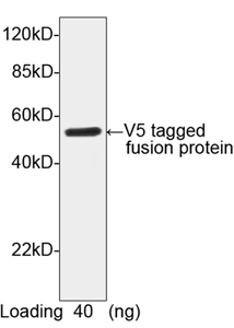 Rabbit Anti V5-tag (polyclonal) Western Blot Rabbit Anti V5-tag (polyclonal) Western Blot