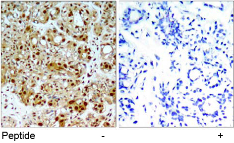 Rabbit Anti HSP90B (Ab-254) Immunohistochemical analysis using Rabbit Anti HSP90B (Ab-254)