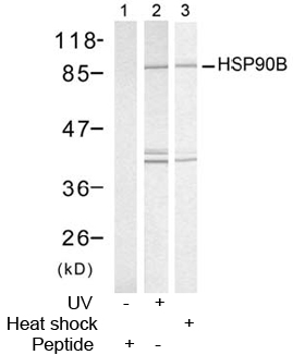 Rabbit Anti-HSP90B (Ab-254) Polyclonal Antibody WB Rabbit Anti-HSP90B (Ab-254) Polyclonal Antibody WB