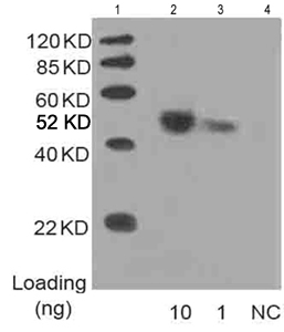 Mouse Anti His-tag [HRP] mAb