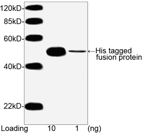Mouse Anti His-tag [Biotin] mAb