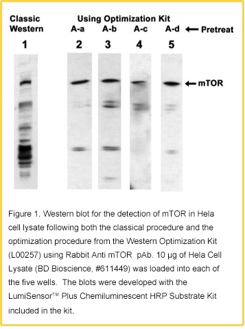Overview of One-Step Adcanced Western Procedure