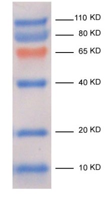 Protein Marker-Smart Prestained Protein Standard Western Blot Result