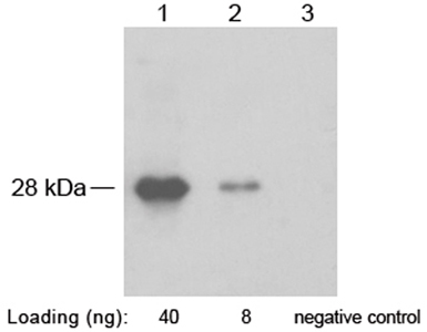 Rabbit Anti-SNAP-Tag Polyclonal Antibody Western blot Rabbit Anti-SNAP-Tag Polyclonal Antibody Western blot