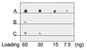 C. Dot blot detection of HHHHH-GST fusion protein (5xHis at N-terminal) C. Dot blot detection of HHHHH-GST fusion protein (5xHis at N-terminal)