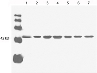 Mouse Anti-β-actin Monoclonal Antibody,Western blot analysis