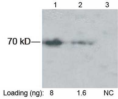 Rabbit Anti-SUMO-tag Polyclonal Antibody, Western blot analysis Rabbit Anti-SUMO-tag Polyclonal Antibody, Western blot analysis